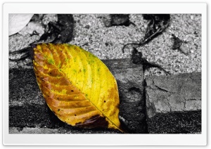 Yellow Leaf Ultra HD Wallpaper for 4K UHD Widescreen desktop, tablet & smartphone