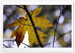 Yellow Leaf Ultra HD Wallpaper for 4K UHD Widescreen desktop, tablet & smartphone