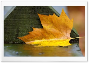 Yellow Leaf Down Ultra HD Wallpaper for 4K UHD Widescreen desktop, tablet & smartphone