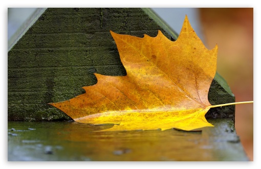 Yellow Leaf Down UltraHD Wallpaper for 8K UHD TV 16:9 Ultra High Definition 2160p 1440p 1080p 900p 720p ; Widescreen 16:10 5:3 WHXGA WQXGA WUXGA WXGA WGA ; Fullscreen 4:3 5:4 3:2 UXGA XGA SVGA QSXGA SXGA DVGA HVGA HQVGA ( Apple PowerBook G4 iPhone 4 3G 3GS iPod Touch ) ;