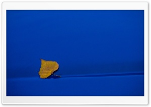 Yellow Leaf On Blue Background Ultra HD Wallpaper for 4K UHD Widescreen desktop, tablet & smartphone