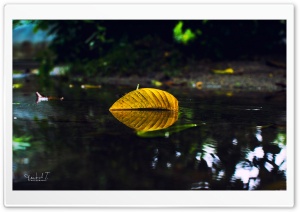 Yellow Leaf On Water Ultra HD Wallpaper for 4K UHD Widescreen desktop, tablet & smartphone