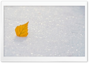 Yellow Leaf, Winter Ultra HD Wallpaper for 4K UHD Widescreen desktop, tablet & smartphone