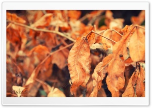 Yellow Leafs Ultra HD Wallpaper for 4K UHD Widescreen Desktop, Lockscreen, Screensaver, TV, Tablet, Smartphone