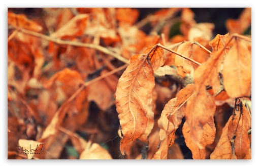 Yellow Leafs UltraHD Wallpaper for UHD 16:9 ; HD 16:9 ; Widescreen 16:10 5:3 ;