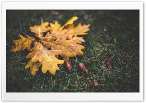Yellow Leaves and Acorns Ultra HD Wallpaper for 4K UHD Widescreen desktop, tablet & smartphone