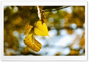 Yellow Leaves, Autumn Ultra HD Wallpaper for 4K UHD Widescreen desktop, tablet & smartphone