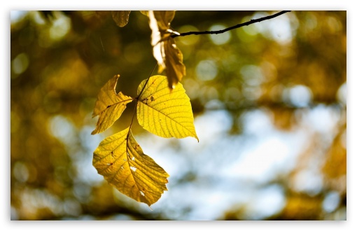 Yellow Leaves, Autumn UltraHD Wallpaper for 8K UHD TV 16:9 Ultra High Definition 2160p 1440p 1080p 900p 720p ; Widescreen 16:10 5:3 WHXGA WQXGA WUXGA WXGA WGA ; Fullscreen 4:3 5:4 3:2 UXGA XGA SVGA QSXGA SXGA DVGA HVGA HQVGA ( Apple PowerBook G4 iPhone 4 3G 3GS iPod Touch ) ; Tablet 1:1 ; Mobile 3:5 3:4 - ;