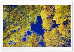 Yellow Leaves Birches, Autumn Ultra HD Wallpaper for 4K UHD Widescreen desktop, tablet & smartphone
