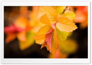 Yellow Leaves, Close Up Ultra HD Wallpaper for 4K UHD Widescreen desktop, tablet & smartphone