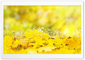 Yellow Leaves, Fall Ultra HD Wallpaper for 4K UHD Widescreen desktop, tablet & smartphone