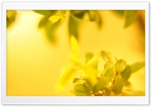 Yellow Leaves Macro Ultra HD Wallpaper for 4K UHD Widescreen desktop, tablet & smartphone