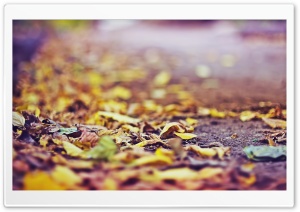 Yellow Leaves On The Ground Ultra HD Wallpaper for 4K UHD Widescreen desktop, tablet & smartphone