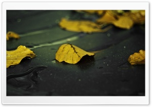 Yellow Leaves On Wet Asphalt Ultra HD Wallpaper for 4K UHD Widescreen desktop, tablet & smartphone
