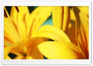 Yellow Lilies Ultra HD Wallpaper for 4K UHD Widescreen desktop, tablet & smartphone