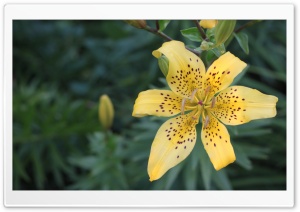 Yellow lily. Ultra HD Wallpaper for 4K UHD Widescreen desktop, tablet & smartphone