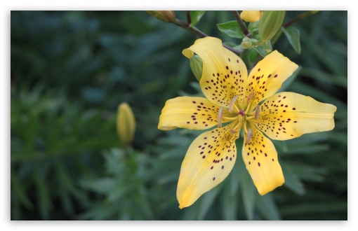 Yellow lily. UltraHD Wallpaper for UHD 16:9 ; HD 16:9 ; Widescreen 16:10 5:3 ; Fullscreen 4:3 5:4 3:2 ; Tablet 1:1 ; Mobile 3:5 3:4 ;