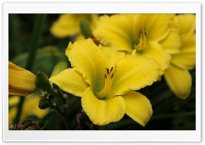 Yellow Lily Flower Ultra HD Wallpaper for 4K UHD Widescreen desktop, tablet & smartphone