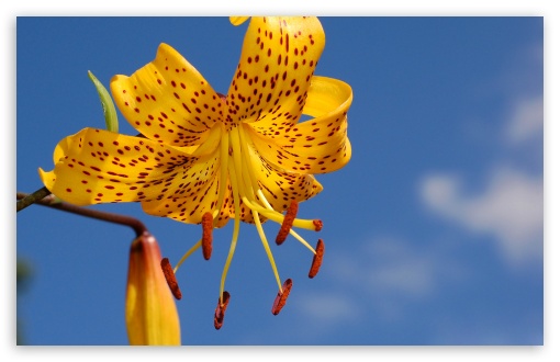 Yellow Lily Macro UltraHD Wallpaper for HD 16:9 ; Widescreen 16:10 5:3 ; Fullscreen 5:4 3:2 ;