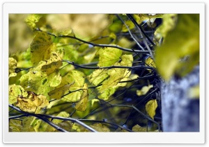 Yellow Linden Leaves Ultra HD Wallpaper for 4K UHD Widescreen desktop, tablet & smartphone