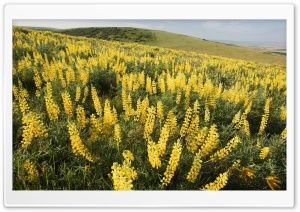 Yellow Lupine Emigrant Hill Oregon Ultra HD Wallpaper for 4K UHD Widescreen desktop, tablet & smartphone