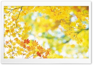 Yellow Maple Leaves Ultra HD Wallpaper for 4K UHD Widescreen desktop, tablet & smartphone