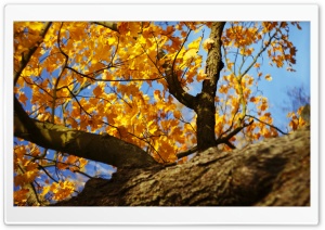 Yellow Maple Tree Ultra HD Wallpaper for 4K UHD Widescreen desktop, tablet & smartphone