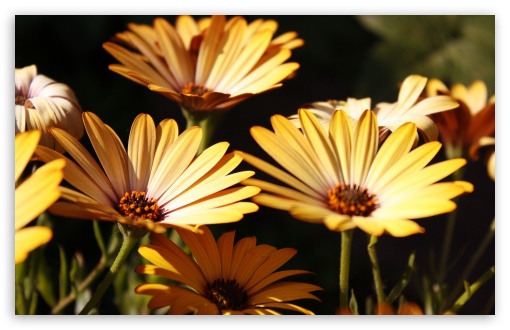 Yellow Marigolds UltraHD Wallpaper for UHD 16:9 2160p 1440p 1080p 900p 720p ; 8K UHD TV 16:9 Ultra High Definition 2160p 1440p 1080p 900p 720p ; UltraWide 32:9 32:10 ; Widescreen 16:10 5:3 WHXGA WQXGA WUXGA WXGA WGA ; Fullscreen 4:3 5:4 3:2 UXGA XGA SVGA QSXGA SXGA DVGA HVGA HQVGA ( Apple PowerBook G4 iPhone 4 3G 3GS iPod Touch ) ; Tablet 1:1 ; Mobile 3:4 - ; Dual 16:10 5:3 16:9 4:3 5:4 WHXGA WQXGA WUXGA WXGA WGA 2160p 1440p 1080p 900p 720p UXGA XGA SVGA QSXGA SXGA ;