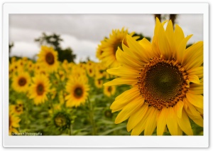 Yellow Mellow Sunflower Ultra HD Wallpaper for 4K UHD Widescreen desktop, tablet & smartphone