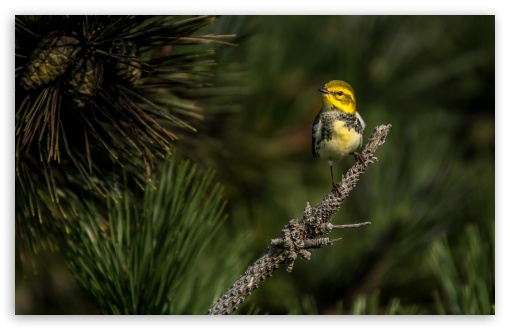 Yellow Migration UltraHD Wallpaper for UHD 16:9 ; HD 16:9 ; UltraWide 21:9 24:10 32:9 32:10 ; Widescreen 16:10 5:3 ; Fullscreen 4:3 5:4 3:2 ; Tablet 1:1 ; Mobile 9:16 2:3 3:5 3:4 ; Dual 16:10 5:3 16:9 4:3 5:4 3:2 ;