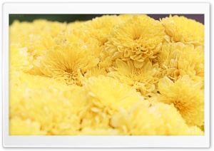 Yellow Mums Ultra HD Wallpaper for 4K UHD Widescreen desktop, tablet & smartphone