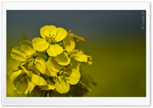Yellow Mustard Flowers Ultra HD Wallpaper for 4K UHD Widescreen desktop, tablet & smartphone