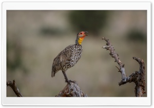 Yellow-necked Spurfowl Bird Ultra HD Wallpaper for 4K UHD Widescreen desktop, tablet & smartphone