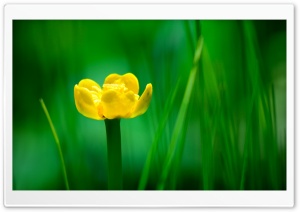Yellow Nuphar Lutea Ultra HD Wallpaper for 4K UHD Widescreen desktop, tablet & smartphone