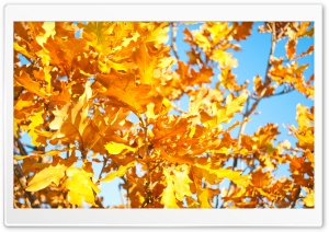 Yellow Oak Leaves Ultra HD Wallpaper for 4K UHD Widescreen desktop, tablet & smartphone