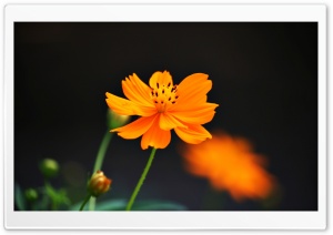 Yellow One Ultra HD Wallpaper for 4K UHD Widescreen desktop, tablet & smartphone