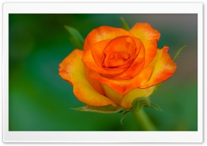 Yellow Orange Rose Bloom Macro 4K UHD Wallpaper for Widescreen and UltraWide Desktop, UltraHD TV, Smartphone, Tablet