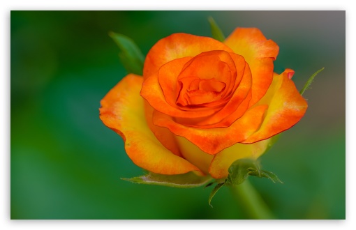 Yellow Orange Rose Bloom Macro UltraHD Wallpaper for UHD 16:9 ; HD 16:9 ; UltraWide 21:9 24:10 32:9 32:10 ; Widescreen 16:10 5:3 ; Fullscreen 4:3 5:4 3:2 ; Tablet 1:1 ; Dual 16:10 5:3 16:9 4:3 5:4 3:2 ;