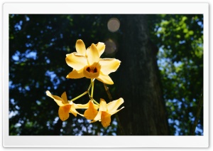 Yellow Orchid Ultra HD Wallpaper for 4K UHD Widescreen desktop, tablet & smartphone