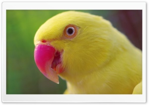 Yellow Parrot Ultra HD Wallpaper for 4K UHD Widescreen desktop, tablet & smartphone