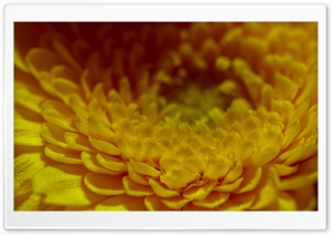 Yellow Petals Ultra HD Wallpaper for 4K UHD Widescreen desktop, tablet & smartphone