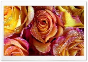 Yellow Pink Roses Ultra HD Wallpaper for 4K UHD Widescreen desktop, tablet & smartphone