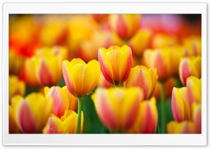 Yellow Pink Tulips Ultra HD Wallpaper for 4K UHD Widescreen desktop, tablet & smartphone