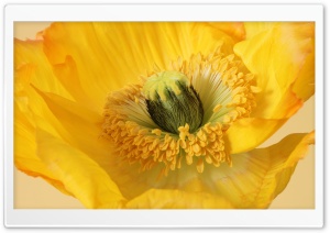 Yellow Poppy Flower Macro 4K UHD Wallpaper for Widescreen and UltraWide Desktop, UltraHD TV, Smartphone, Tablet