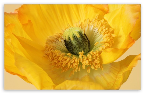 Yellow Poppy Flower Macro UltraHD Wallpaper for UHD 16:9 ; HD 16:9 ; UltraWide 21:9 24:10 ; Widescreen 16:10 5:3 ; Fullscreen 4:3 5:4 3:2 ; Tablet 1:1 ;