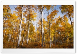 Yellow Quaking Aspen Trees Forest, Fall Ultra HD Wallpaper for 4K UHD Widescreen desktop, tablet & smartphone