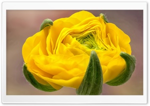 Yellow Ranunculus Ultra HD Wallpaper for 4K UHD Widescreen desktop, tablet & smartphone