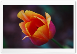 Yellow Red Tulip Flower Ultra HD Wallpaper for 4K UHD Widescreen desktop, tablet & smartphone