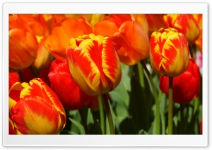 Yellow Red Tulips Ultra HD Wallpaper for 4K UHD Widescreen desktop, tablet & smartphone