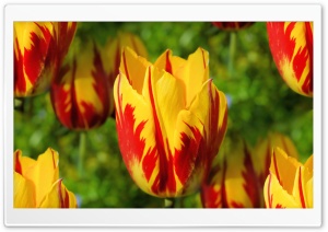 Yellow Red Tulips Ultra HD Wallpaper for 4K UHD Widescreen desktop, tablet & smartphone